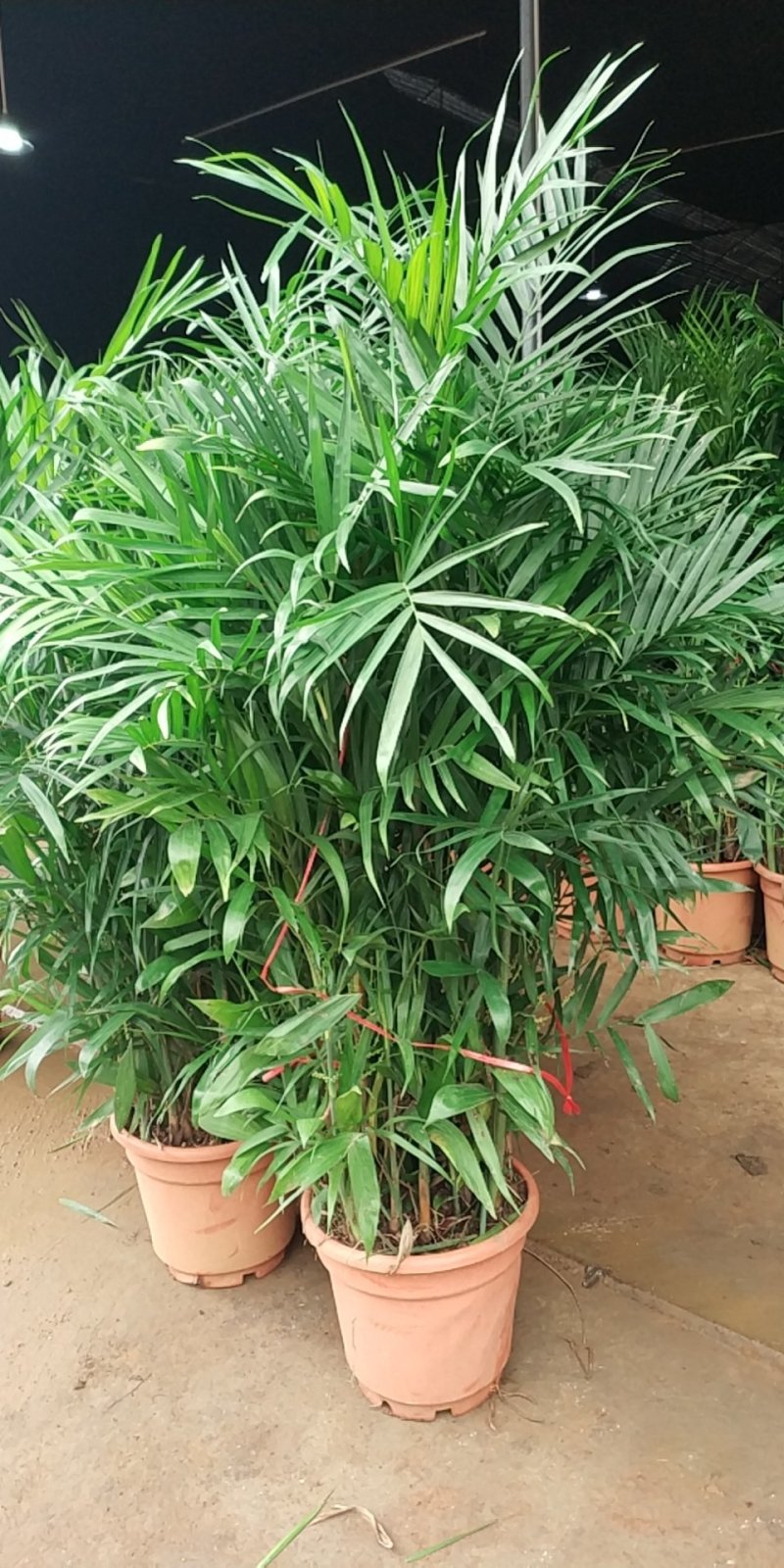 夏威夷椰子，好货，好货，好货