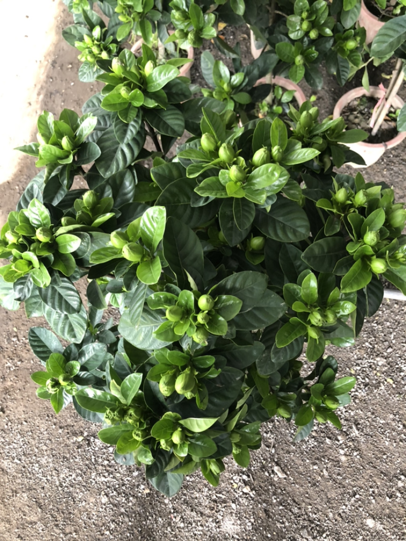 独杆桅子花