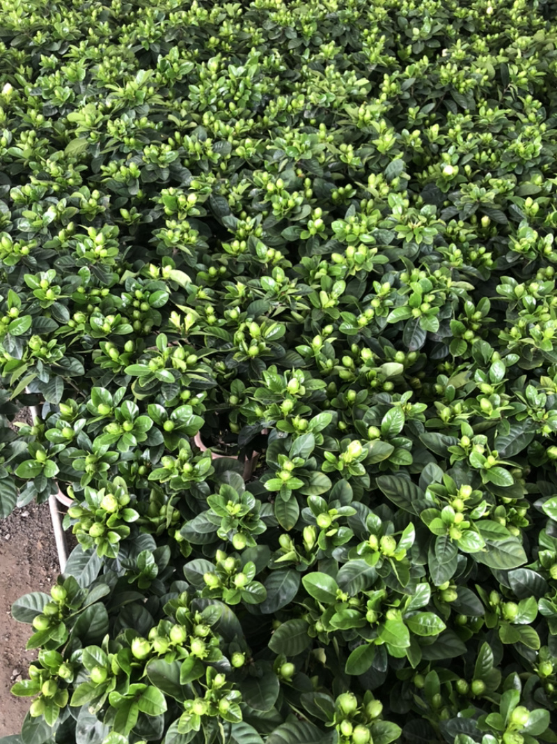 独杆桅子花