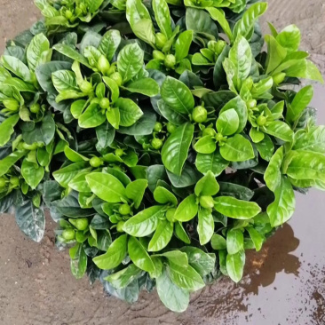 独杆桅子花