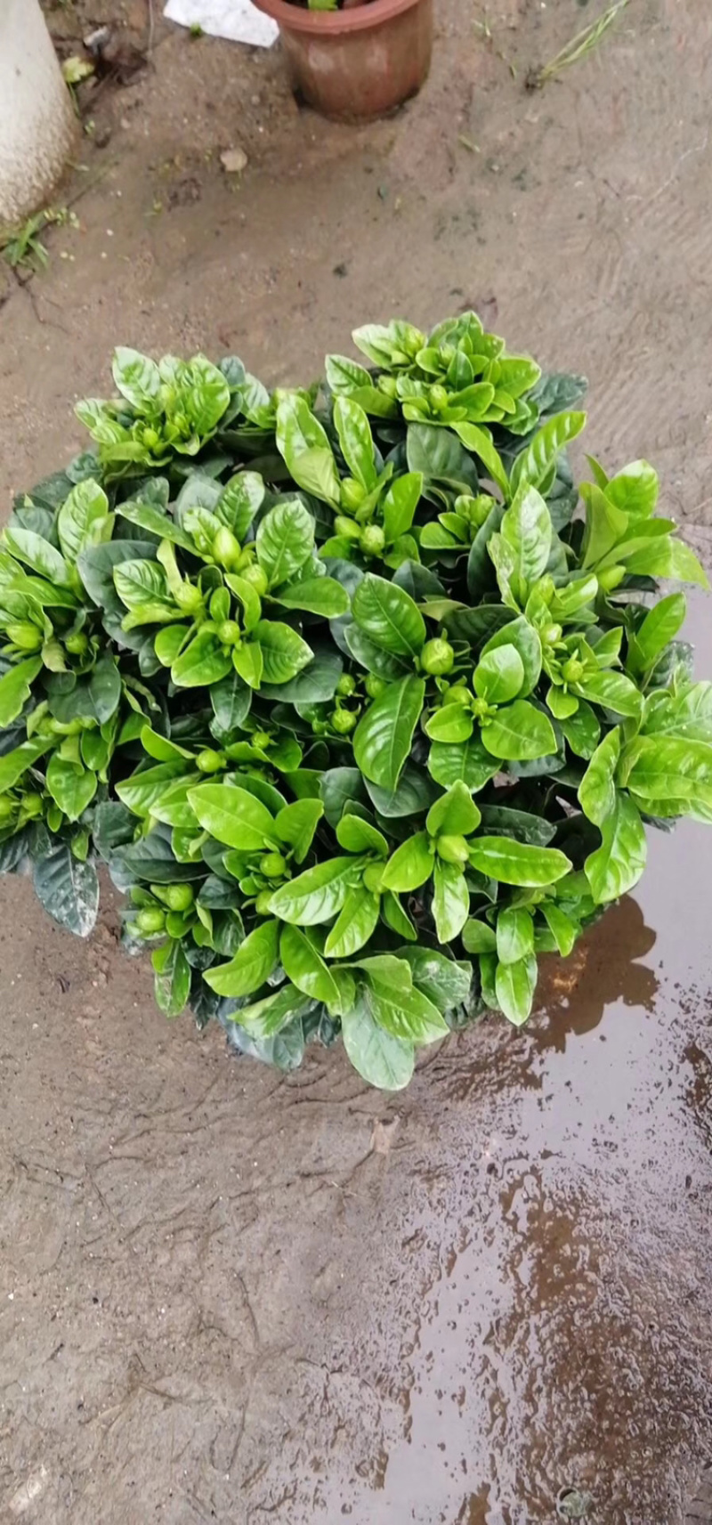 独杆桅子花