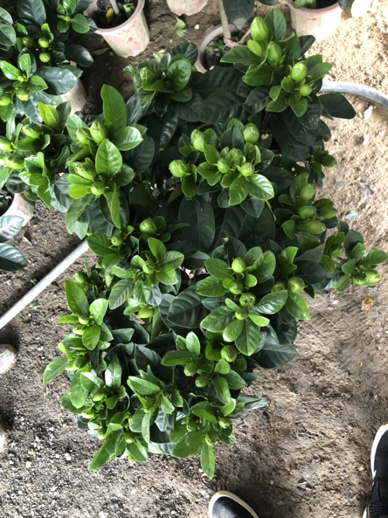 独杆桅子花