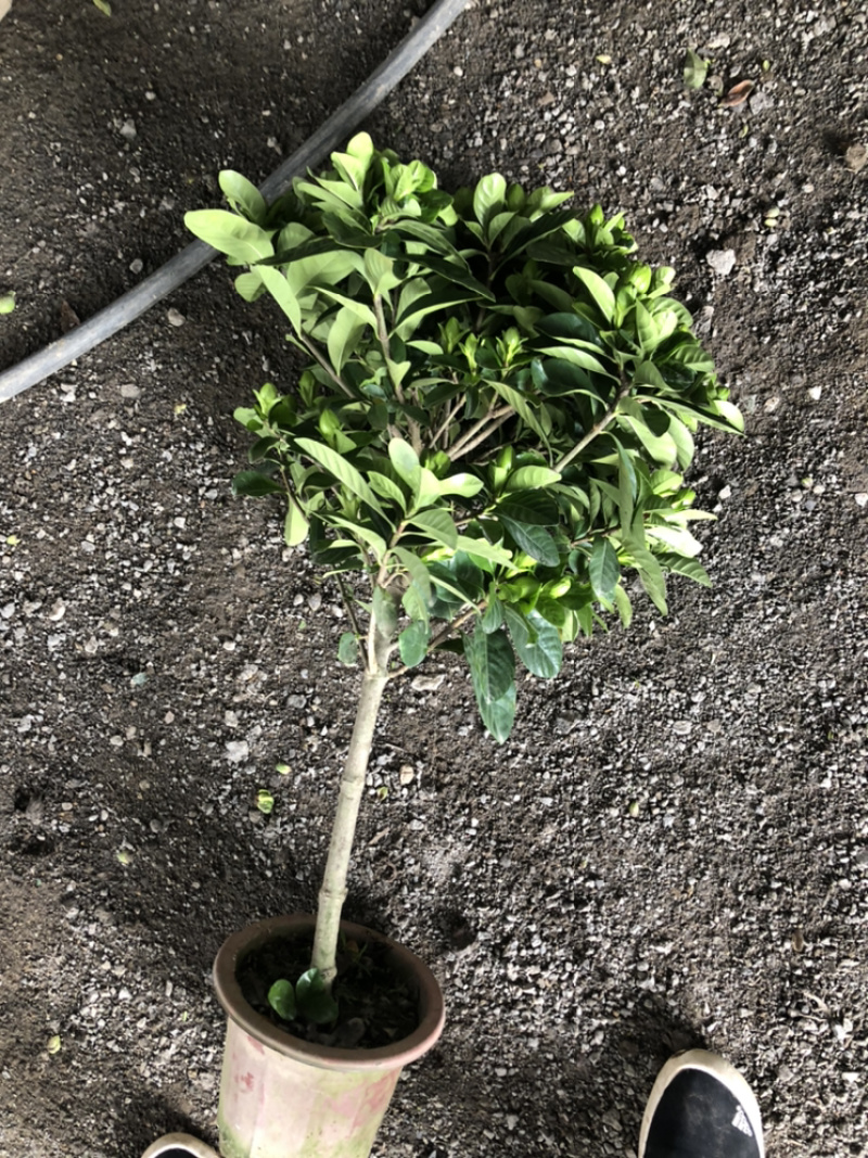 独杆桅子花