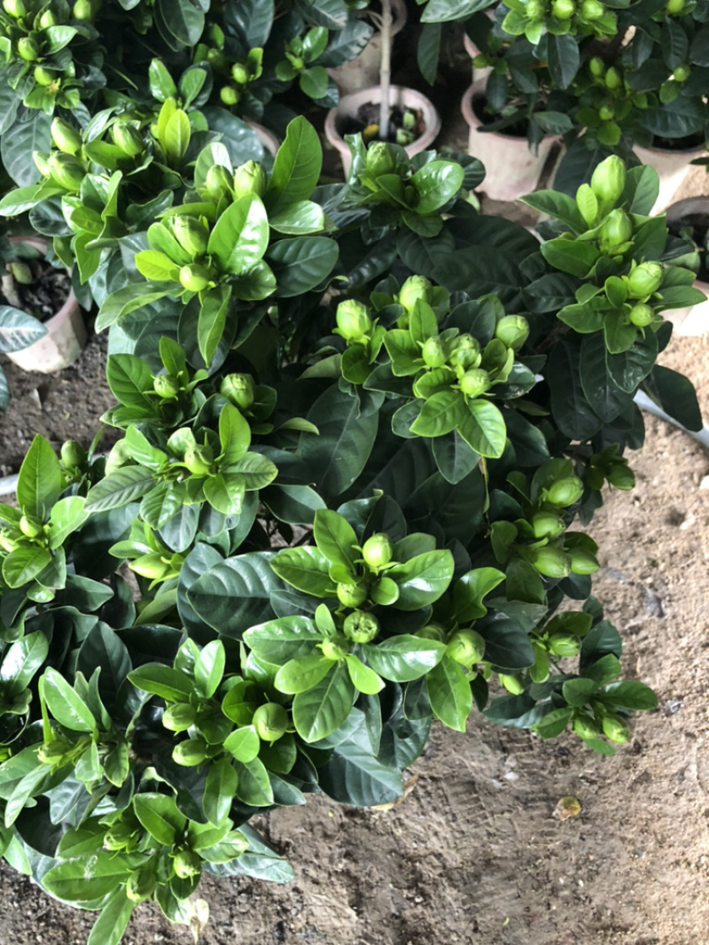 独杆桅子花