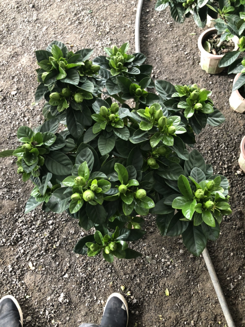独杆桅子花