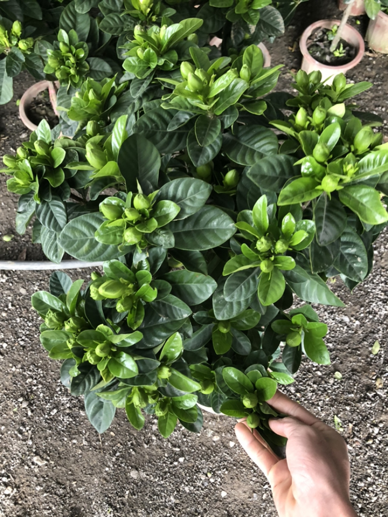 独杆桅子花