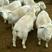 种羊，黑头杜泊绵羊，肉羊，全国包邮免费教养殖技术