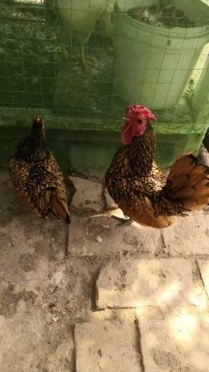 波澜鸡价格红波澜观赏鸡白色波澜鸡出售