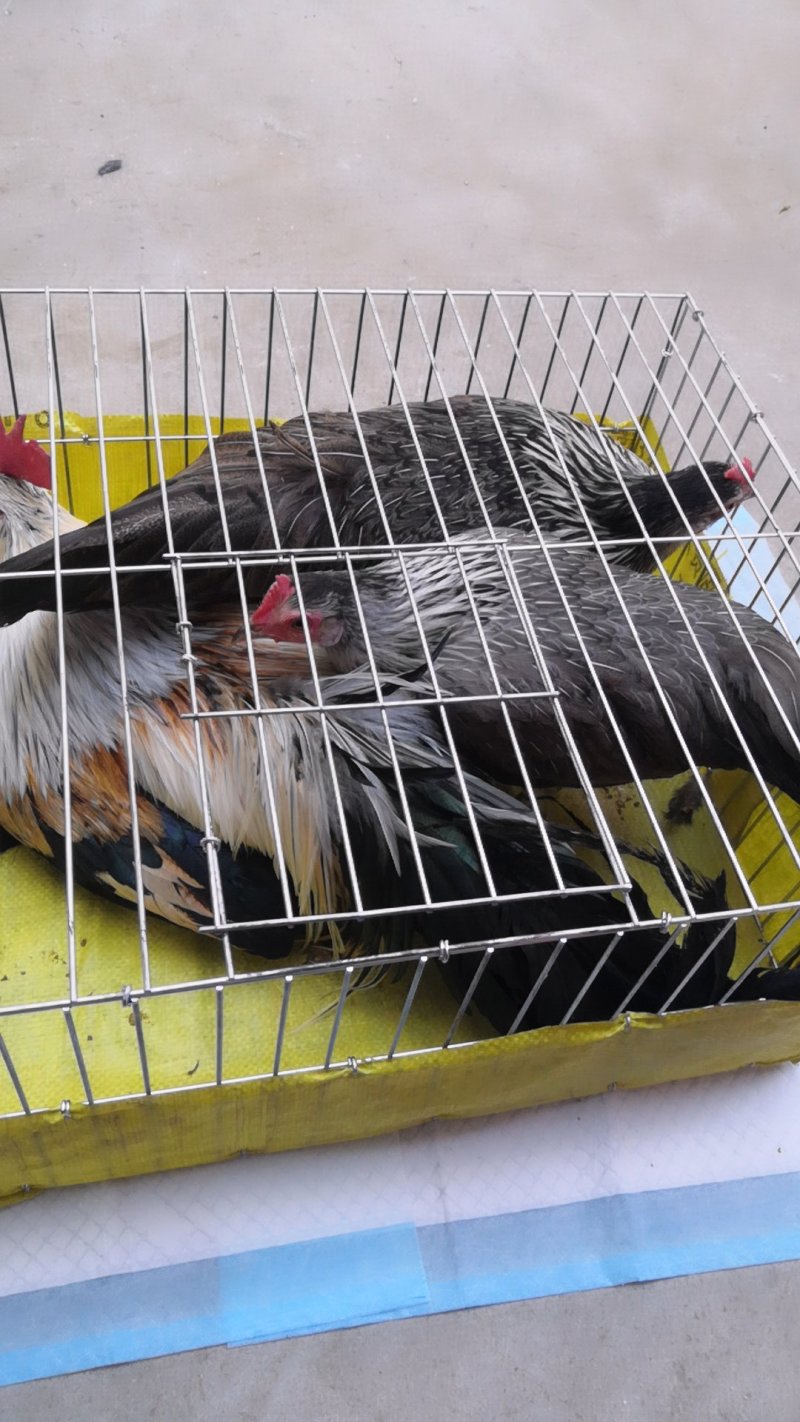 波澜鸡价格红波澜观赏鸡白色波澜鸡出售