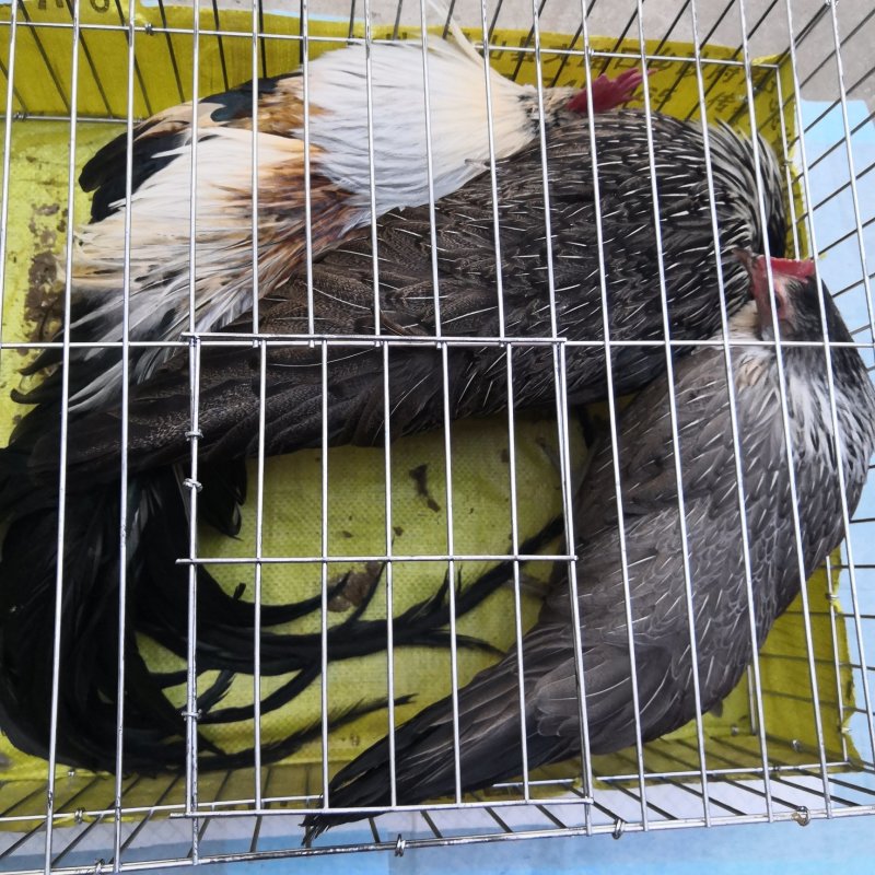 波澜鸡价格红波澜观赏鸡白色波澜鸡出售
