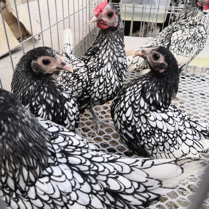 波澜鸡价格红波澜观赏鸡白色波澜鸡出售