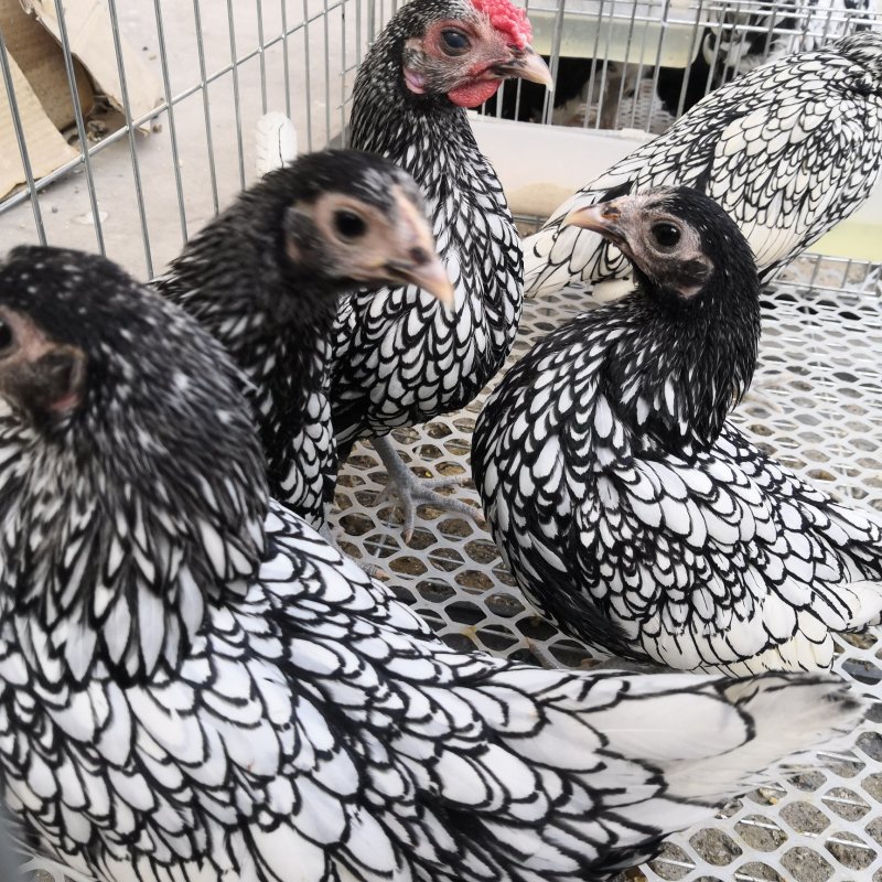 波澜鸡价格红波澜观赏鸡白色波澜鸡出售