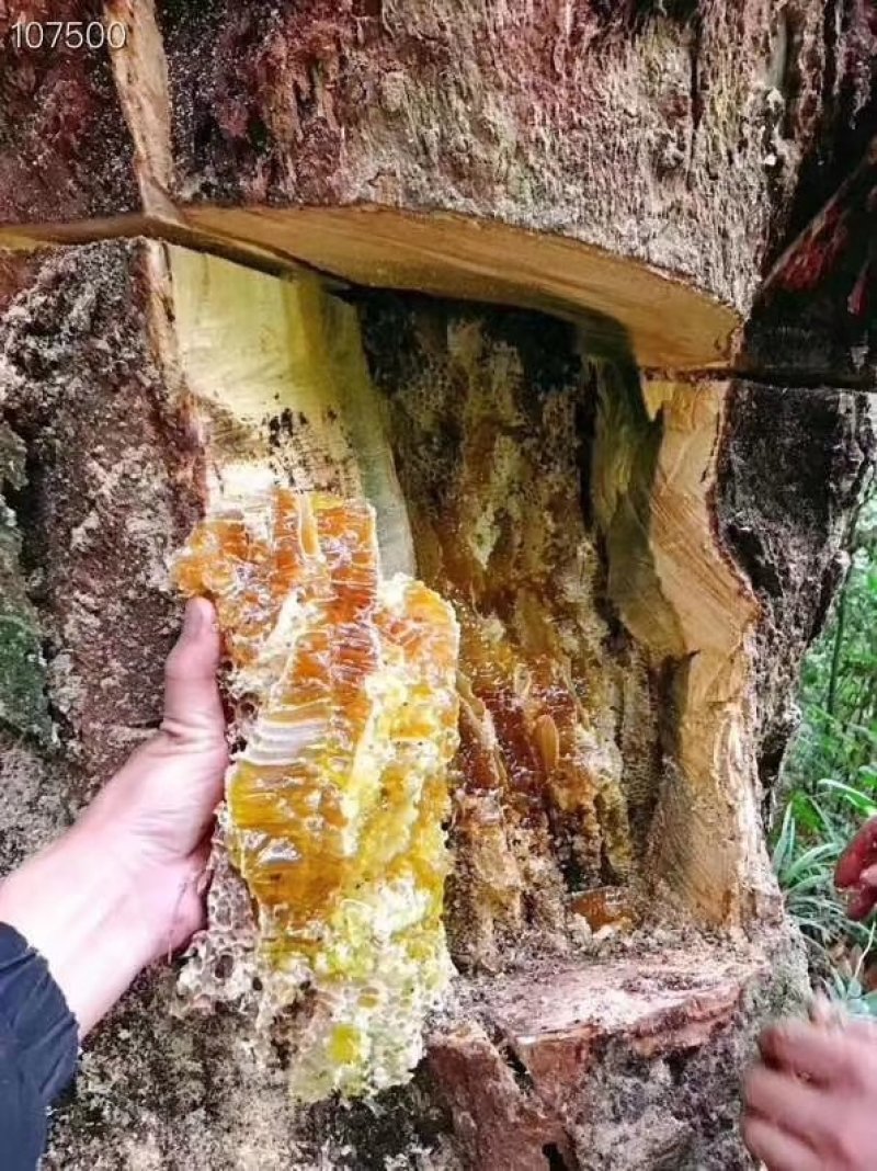 云南普洱江城野生树洞里蜂蜜甜量大价格优惠批发零售