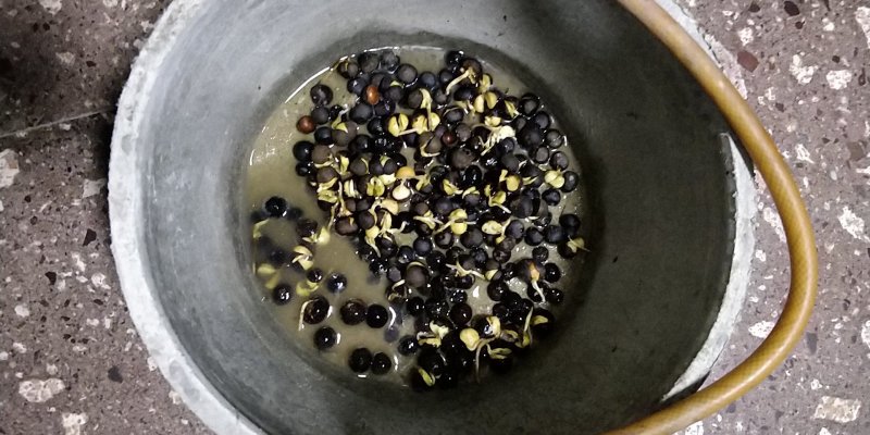 福鼎白茶茶叶茶籽茶果种植种子百分百发芽