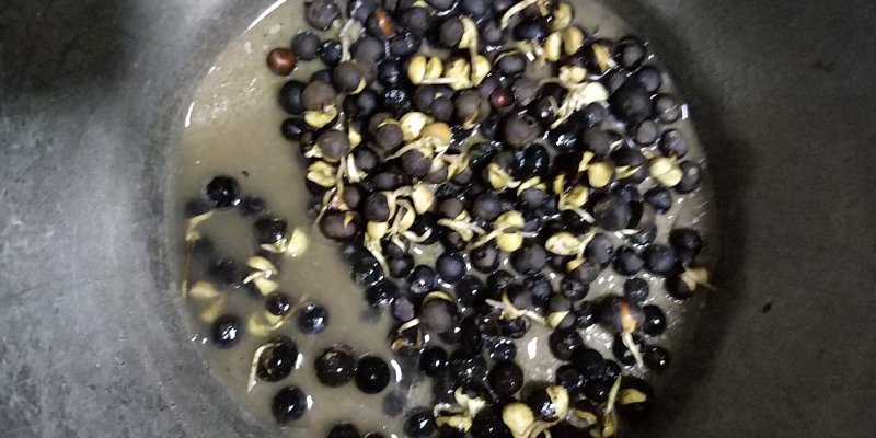 福鼎白茶茶叶茶籽茶果种植种子百分百发芽