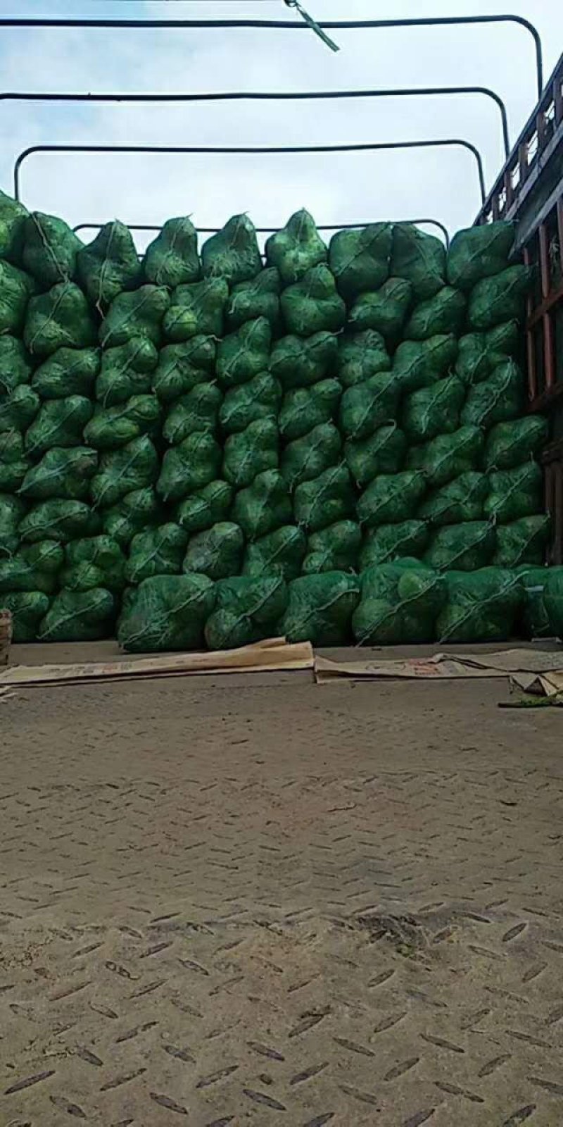 【牛】精品甘蓝圆包菜大量新鲜上市，对接全国商超，欢迎来电