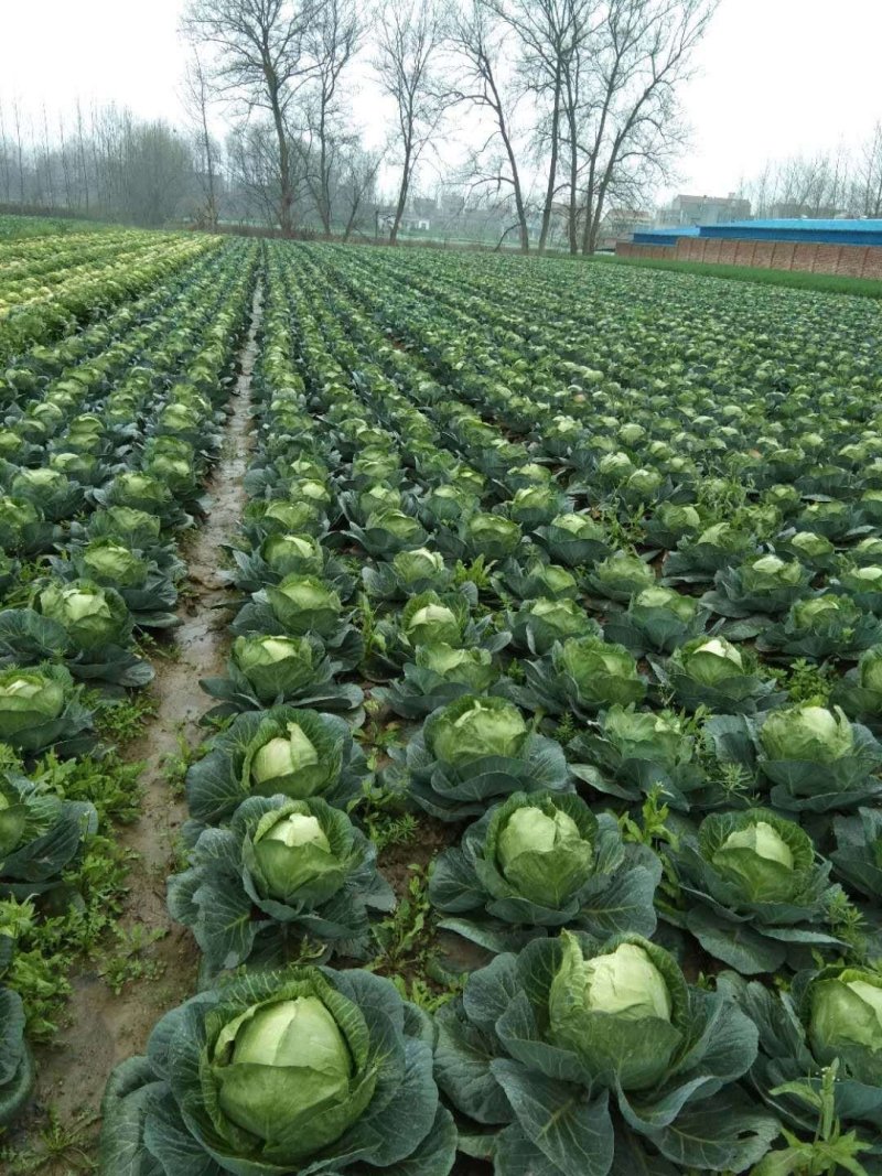 【牛】精品甘蓝圆包菜大量新鲜上市，对接全国商超，欢迎来电