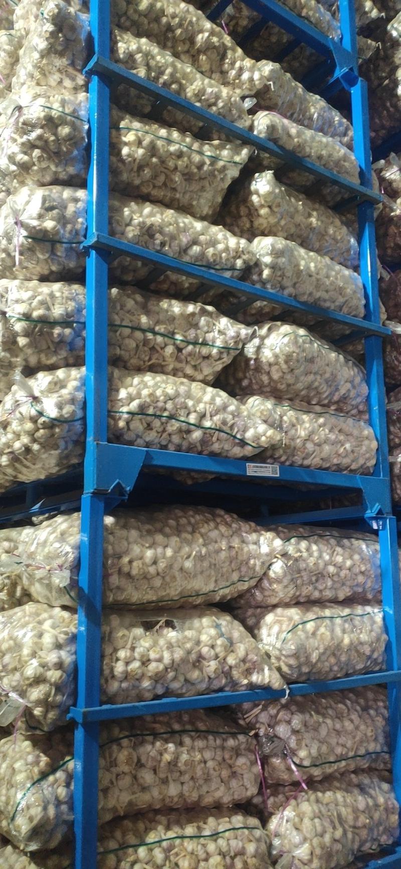 金乡蒜米天天有货大量供应全国各地市场一吨起批
