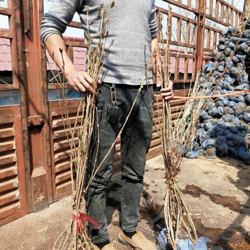 红王子锦带，属乔灌木落叶灌木类苗木，绿化工程苗木？