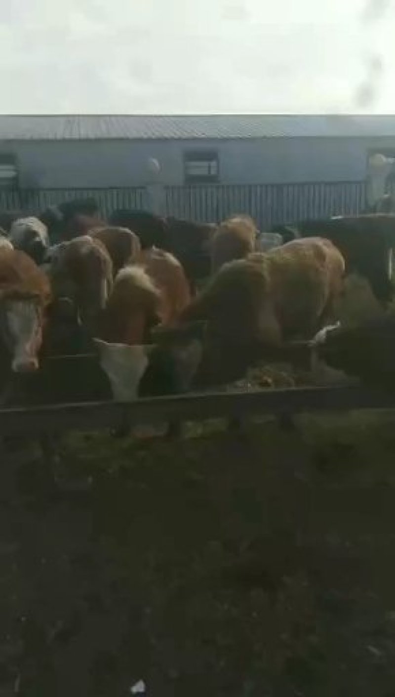 西门塔尔牛出栏开始销售预定中欢迎各地养殖朋友前来选购洽谈