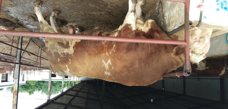 西门塔尔牛出栏开始销售预定中欢迎各地养殖朋友前来选购洽谈