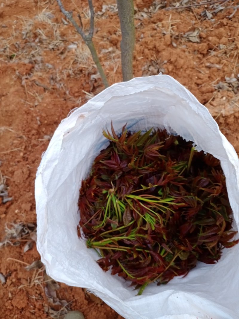 云南香椿冬季上市，现货上市早口感独特。基地直供
