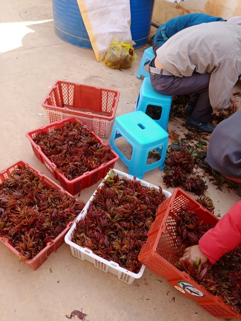 云南香椿冬季上市，现货上市早口感独特。基地直供
