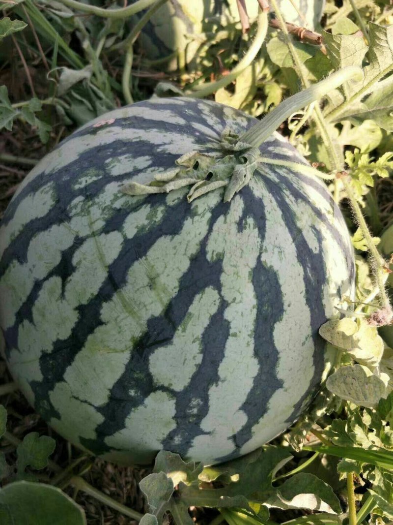 【安徽无籽美都西瓜】新鲜薄皮口感超甜产地直供货源充足超甜批发