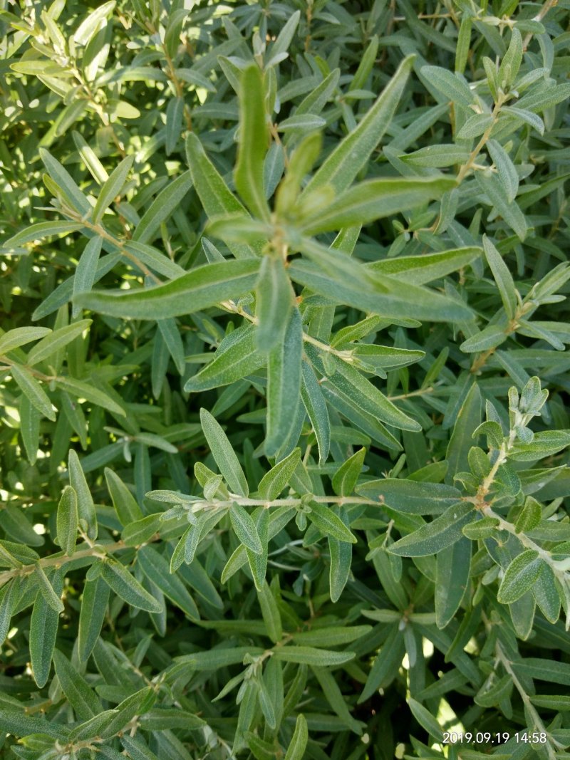 供应一年生沙棘苗