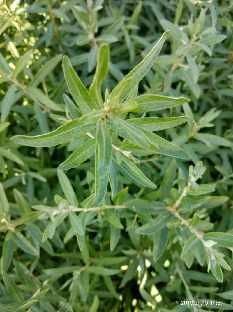 供应一年生沙棘苗