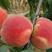 【特级好货】沂蒙映霜红桃，根系发达，成活率高，包品种
