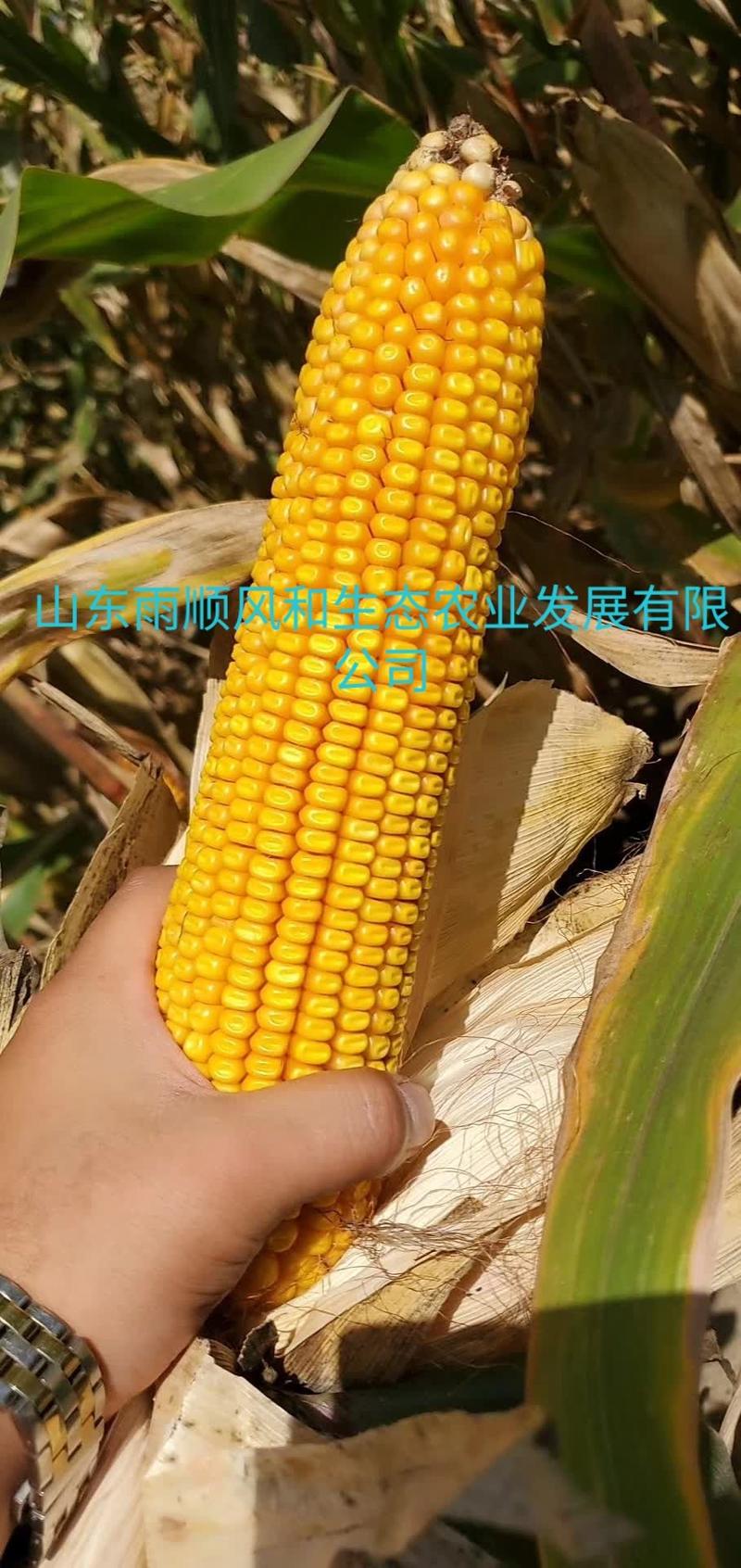 穗位特矮大棒细轴玉米种，玉米种子高产抗旱矮杆大棒晋单78