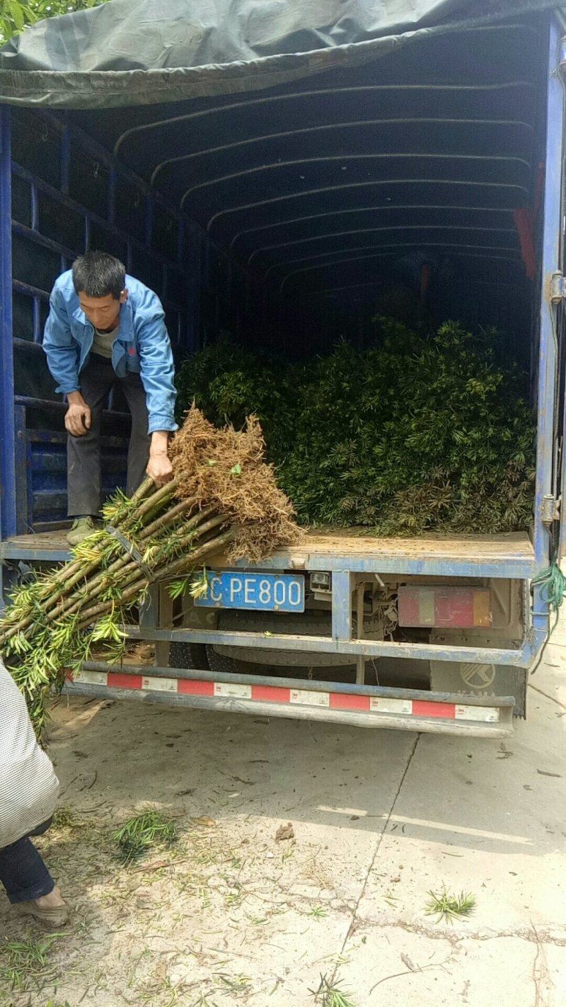 大量供应各种规格罗汉松，占地罗汉松，2到3公分的、绿化苗