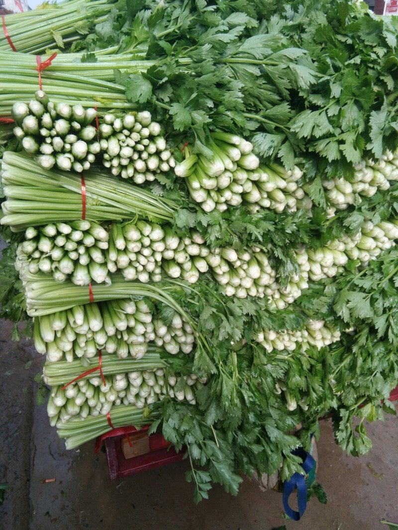 济宁优质西芹芹菜产地批发芹菜，一手货源代发全国各市场