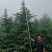 雪松，《2米一3米一6米》，基地直供，保质保量。