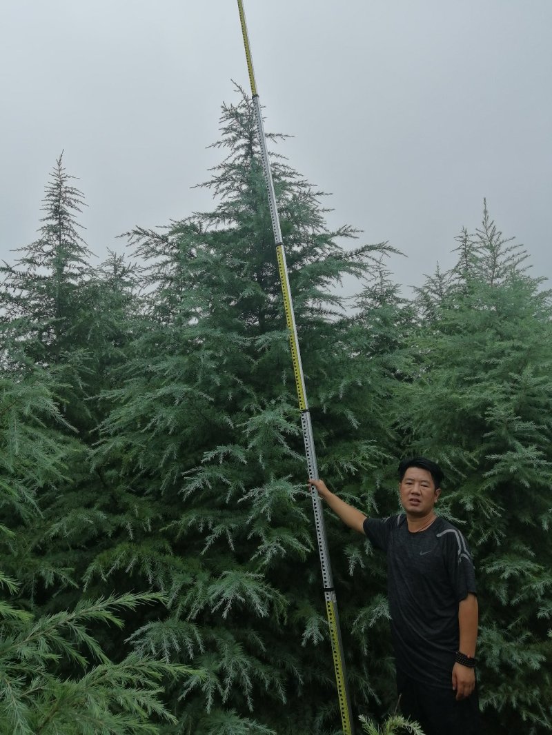 雪松，《2米一3米一6米》，基地直供，保质保量。