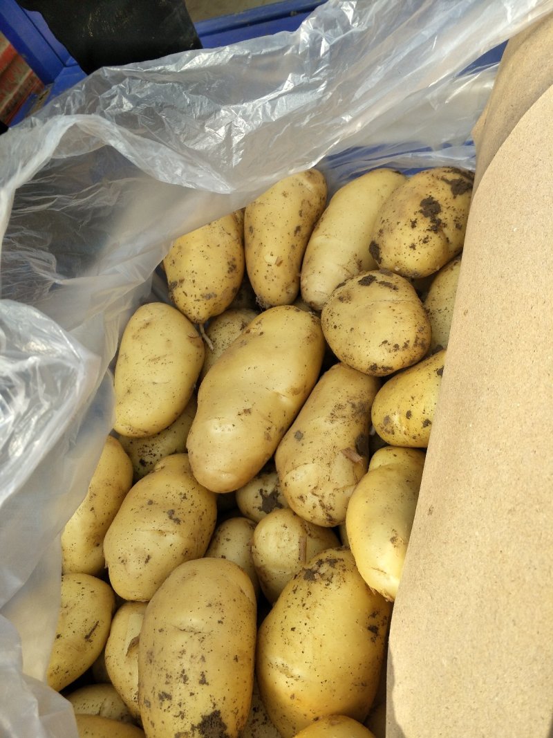 二十克以下小米米土豆上市中