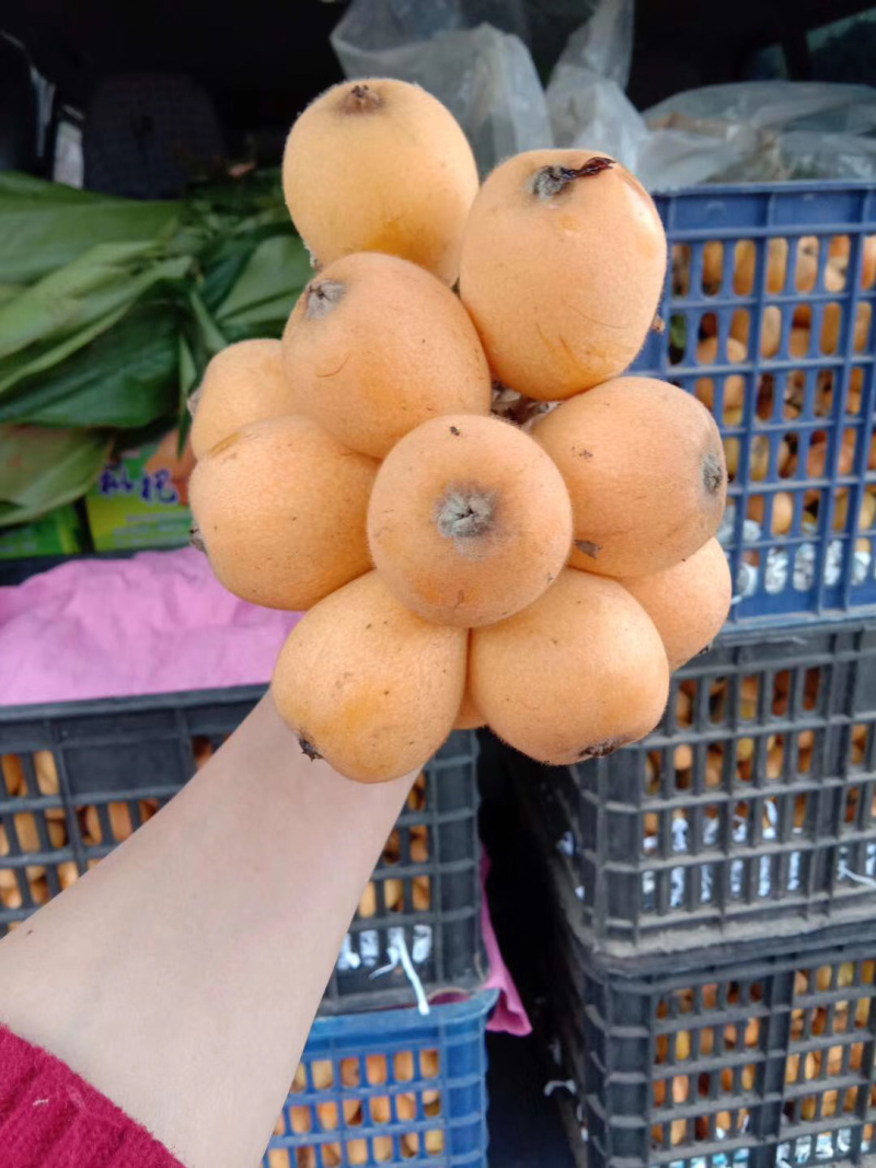 纯手工制作枇杷膏