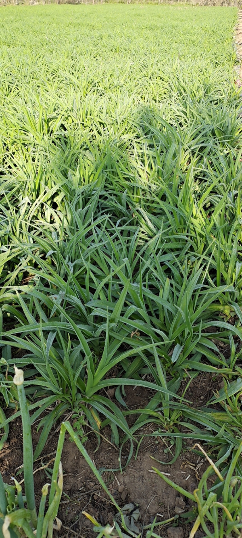 金娃娃萱草大花萱草保质保量代发全国支持现场选货