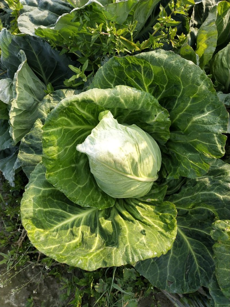 蔬菜