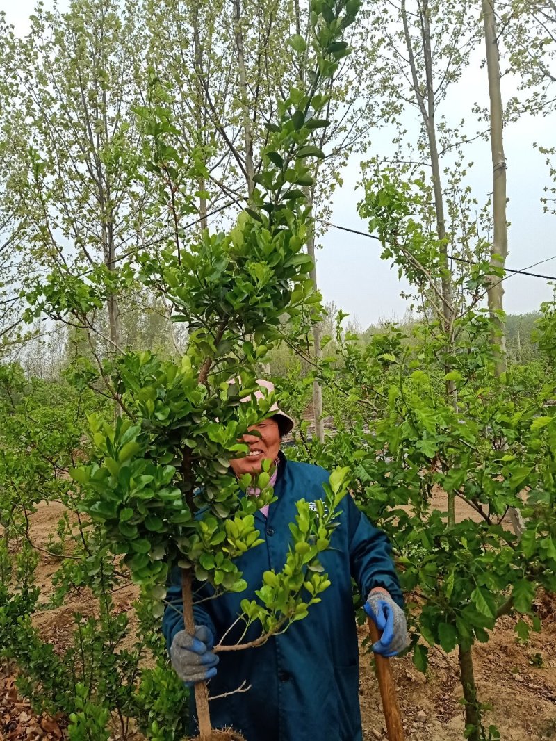 【冬青苗】绿化和作篱笆墙，量大从优，自家种植给钱就卖