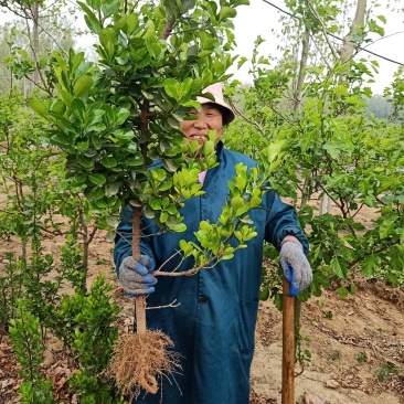 【冬青苗】绿化和作篱笆墙，量大从优，自家种植给钱就卖