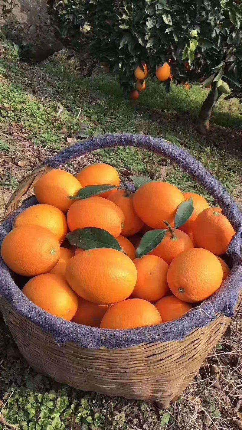 精品夏橙对接电商社团市场商超农户一手货批发