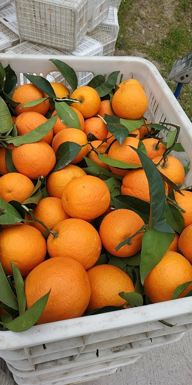 精品夏橙对接电商社团市场商超农户一手货批发