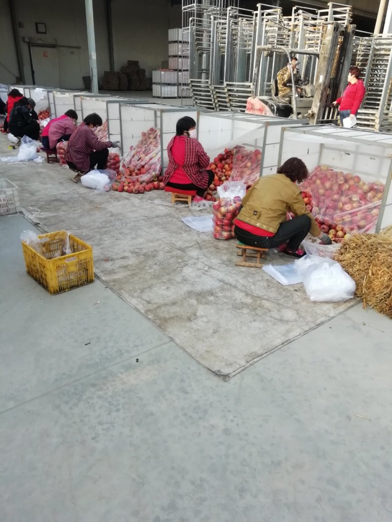 礼泉光果秦冠苹果大量上市货源充足品质保障