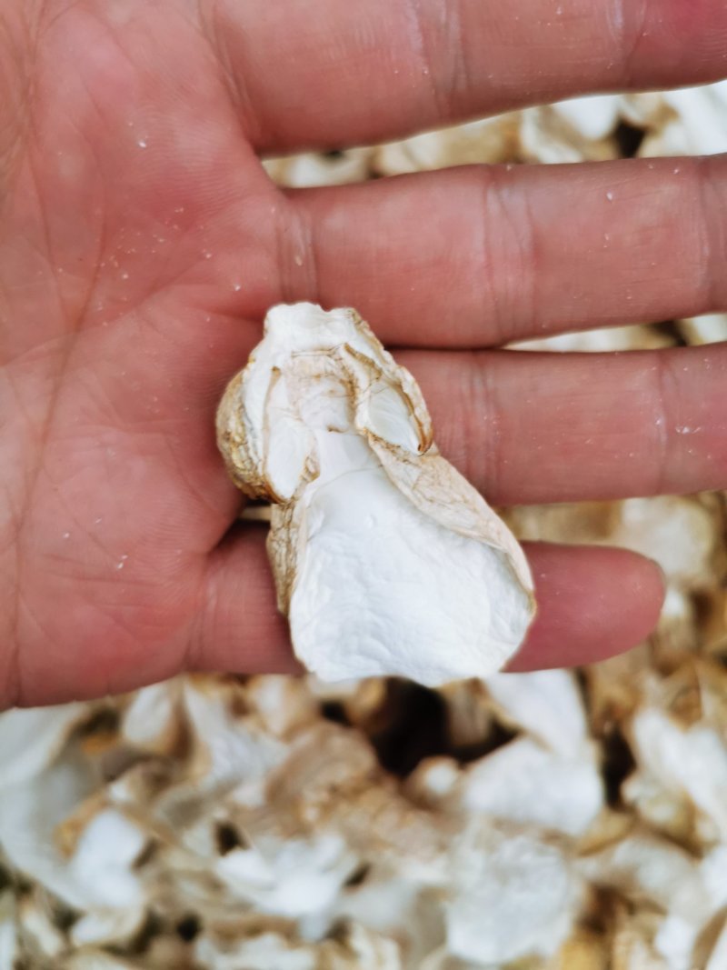 新鲜仿野生种植姬松茸代客一件代发量大从优