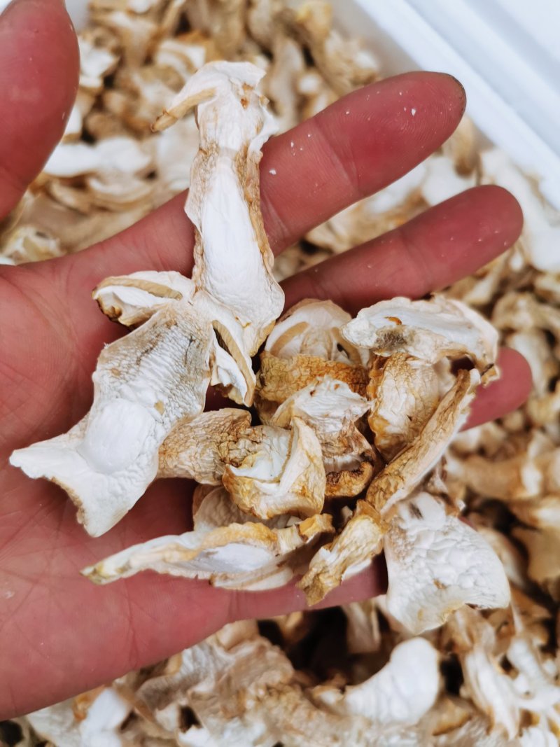 新鲜仿野生种植姬松茸代客一件代发量大从优