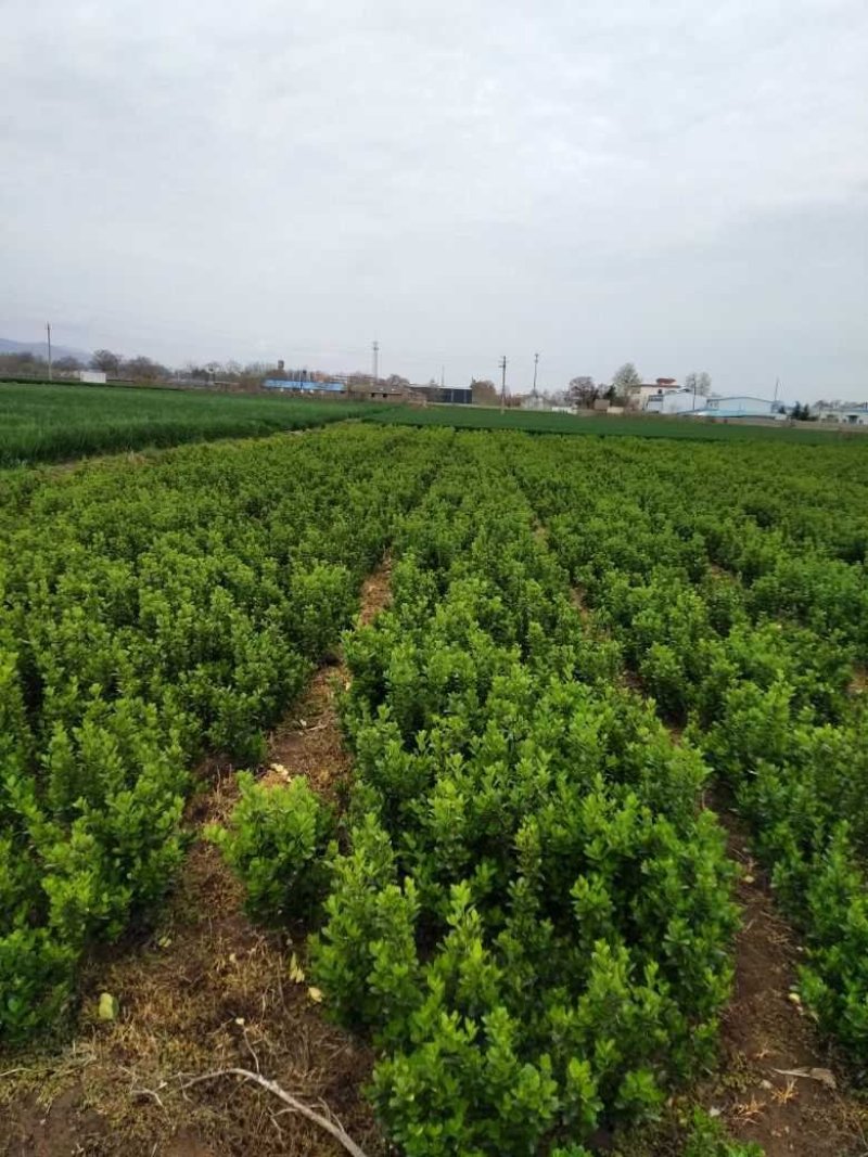 黄杨苗，黄杨球大量供应