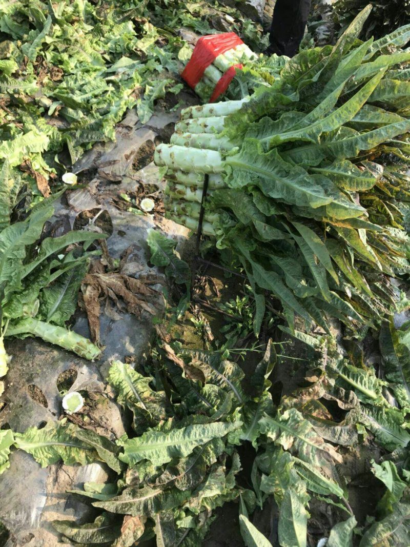 基地优质福建红叶莴苣大量上市，产地直销，货源充足