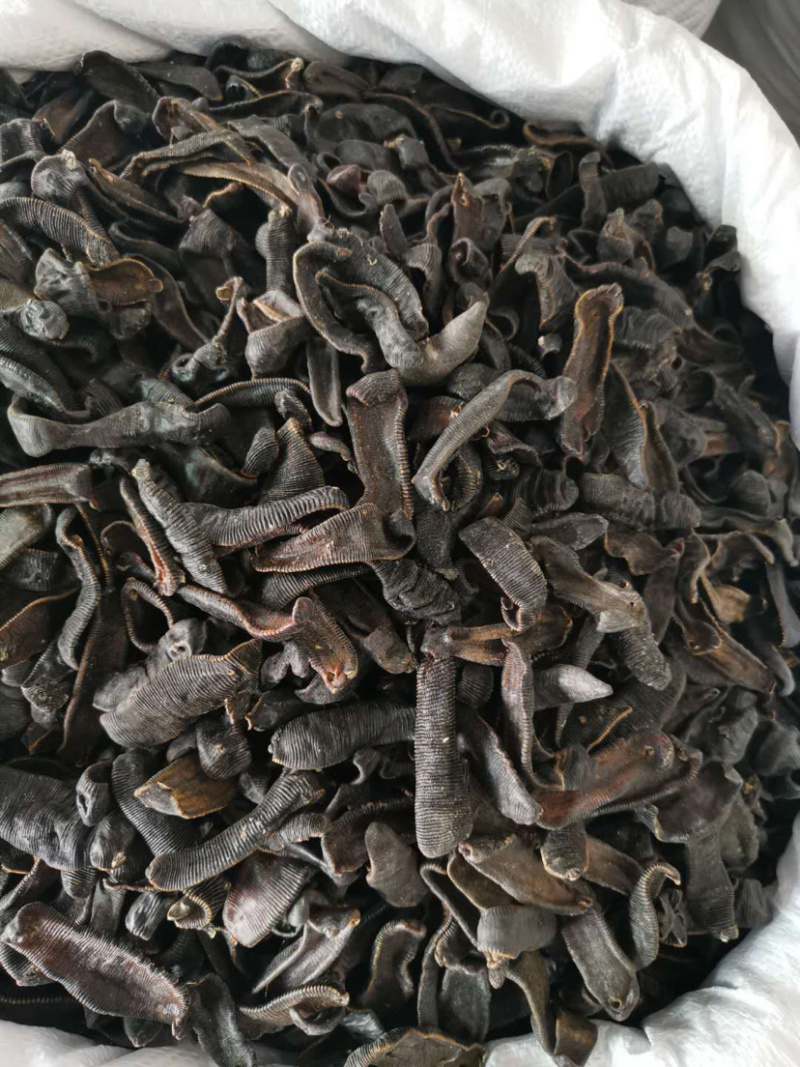 水蛭吊杆清水火柳叶水蛭各种中药材批发产地直销